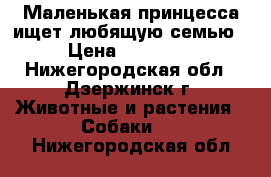 Маленькая принцесса ищет любящую семью › Цена ­ 12 000 - Нижегородская обл., Дзержинск г. Животные и растения » Собаки   . Нижегородская обл.